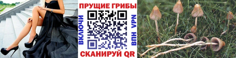 ОМГ ОМГ как зайти  Красково  Псилоцибиновые грибы Magic Shrooms 